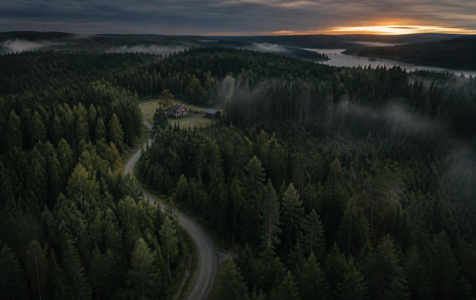 Dimmig granskog i gryningsljus